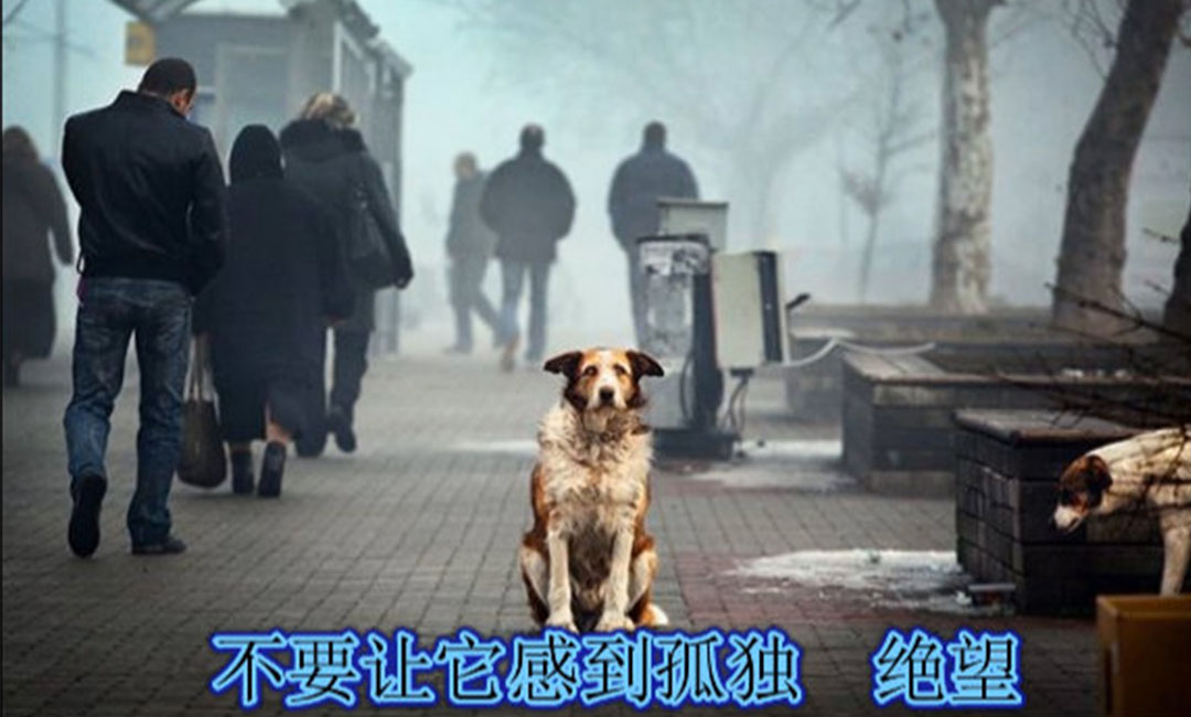 屯昌爱影圈微博微信转发案例